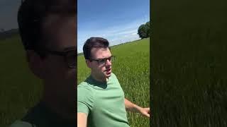 #Shorts Great tillering from the Claydon drilling! #claydon #notill #realfarmingvideos