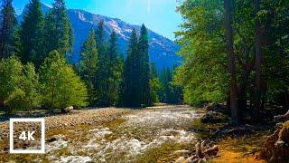 Tenaya Creek, Yosemite National Park | Relaxing Nature Ambience with Gentle River Sounds & Birdsong