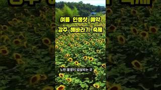 인생샷 예약! 6월 야외 힐링 스팟 – 함안 강주마을 해바라기 축제