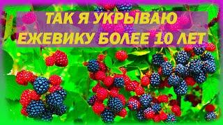 Так я укрываю ежевику на зиму уже более 10 лет. Как укрыть ежевику на зиму. Чем укрыть ежевику.