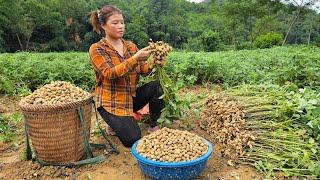 Ly Phuc Ca From planting peanuts to harvesting peanuts and selling wholesale to buyers
