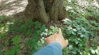 Energy Spot / Vortex Grid Point / Spiral Bio Energy Tree - Sick Trees :( Emerald Ash Borer