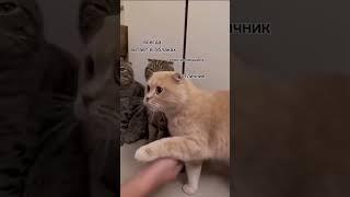 наш класс #мем #memes #shorts #tiktok #smalldeir