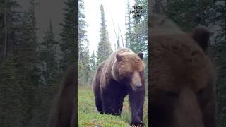 Yukon wildlife: Grizzly, wolf, lynx