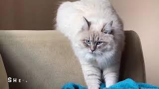 Playing with Storm Part 2 - Living with a Hypoallergenic cat and Asthma