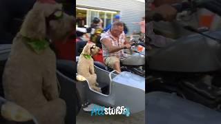 Taking The Dog For A Ride | Daytona Bike Week