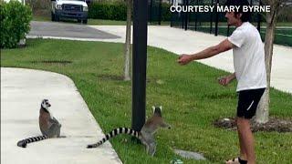 Lemurs found on the loose in Cooper City, one recovered