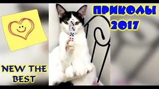 ПРИКОЛЫ Happy Smile Cat #16 Топ Самые Смешные Видео NEW THE BEST