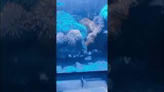 ЖИЗНЬ ЗА СТЕКЛОМ.5 часть.#shorts#aquarium