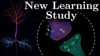 Why Different Neuron Parts Learn Differently?