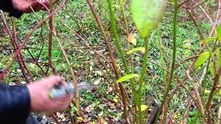 Cięcie borówki amerykańskiej. Pruning American blueberries.