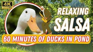 Salsa Music in Ducks Paradise [4K] Relax and calm yourself or your lonely cat - Live Shelter Cam