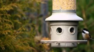 Backyard Bird Watching: Black-Capped Chickadee... Chickadee-dee-dee!!