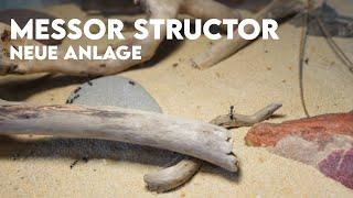 Messor Structor | Neue Anlage | Update