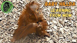 Mom Orangutan Grabs Her Wandering Baby!