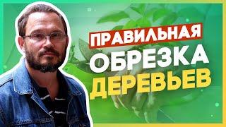 Работайте секатором правильно! Тонкости арбористики