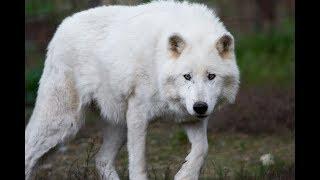 13 Things worth knowing about the ARCTIC WOLF