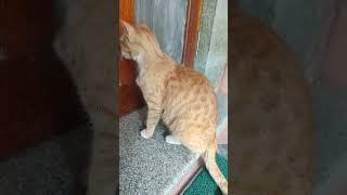 funny pussy  cat food time |tinycitykids