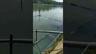 Razin visit fishfarm