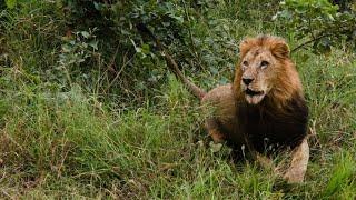 Reino de Leones - Manada en Conflicto - Episodio 2 - Leones de Luangwa Nsefu - Documental de Leones