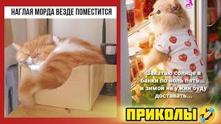 Закатаю солнышко в баночки, на зиму ...смотри смешные картинки мемы котики приколы  