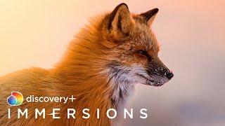 A Day in the Wildlife (Slow TV) | discovery+ Immersions