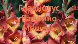 Гладиолус бамбино Мишель (gladiolus)  гладиолус Мишель обзор: как сажать луковицы гладиолуса Мишель