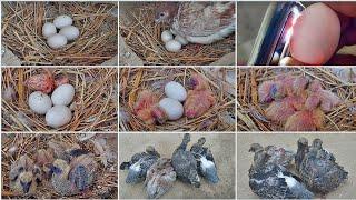 Picked up the eggs of two pigeons and | placed four eggs | under one pigeon