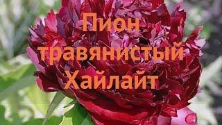 Пион травянистый Хайлайт  обзор: как сажать, саженцы, луковицы пиона Хайлайт