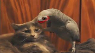 Попугай троллит кота (Cat vs Joker parrot)