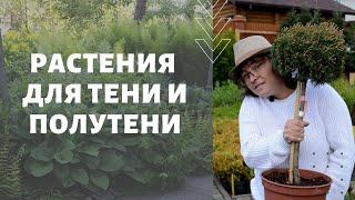 Растения для тени и полутени. Тенистый сад