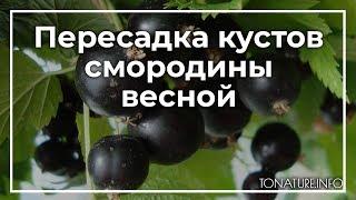 Пересадка кустов смородины весной | toNature.Info