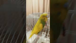 #жора #birds #parrot #babyparrotកូនសេក #funny #music #cute #talkingparrotscareandroutine