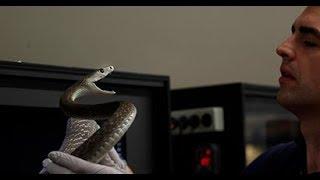 Black Mamba Strike in Slow Motion