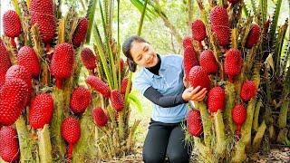 How to Harvesting Pineapple Garden Goes To The Market Sell - Farming and Cooking - Hanna Daily Life