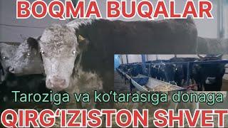 QIRG‘IZISTON BOQMA BUQALARI taroziga va donaga kotarasiga