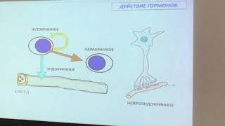 Гистология. Лекция Глинкиной. Эндокринная система 1