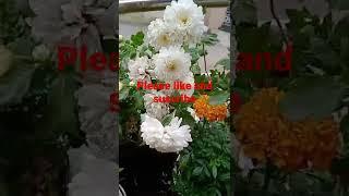 white sevanti flowers