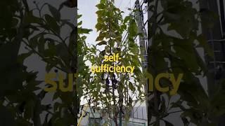 きく芋　天然のインスリンnatural insulin plant jerusalem artichoke 春迄収穫  harvest until next spring　November2023