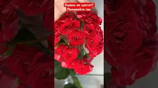 ГЕРАНЬ НЕ ЦВЕТЕТ? Поливайте в июне- июле так, завалит вас цветами #герань #plants #цветы