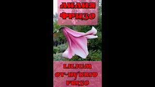 Лилия Фризо или лилия Шелковый путь!!! Lilium OT-Hybrid Friso!!!