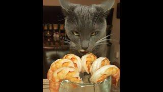  New funny animals!  The funniest videos about dogs and cats! 