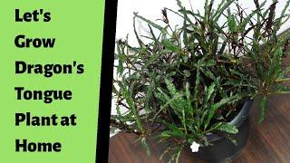 How to Propagate Dragon's Tongue Plant | Easy & Best Method to Grow Hemigraphis Repanda Plant