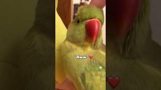 Such a Sweet Talker  #parrot #talkingparot #birds #shorts