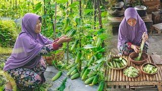 Memetik Timun Baby dan Mancing Ikan | Masak Sambal Timun, Nila Goreng Lengkuas, Timun Kurma Sago