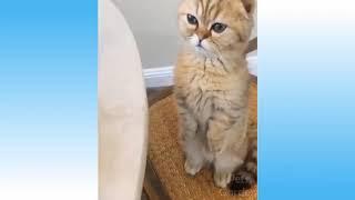 CUTE ANİMALS cute animals - cute cats - so cute and cute