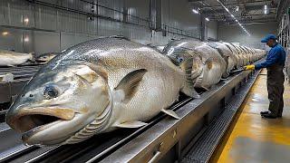 How Salmon is Processed in Factory - Farming and Harvesting of Salmon - Salmon Processing