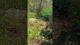 18 05 2025 yeşil arıcılık 