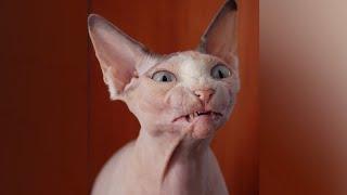 Funniest SPHYNX CATS! - You'll have LAUGH of your day :)