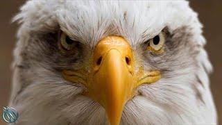 BALD EAGLE ─ The Mighty National Symbol of AMERICA